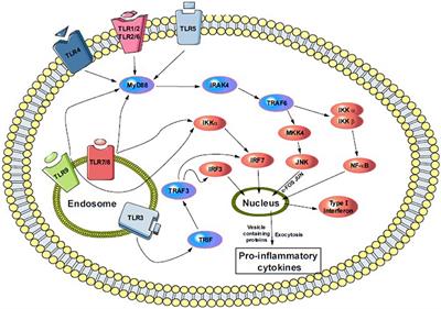 Regulation of Toll-Like Receptor (TLR) Signaling Pathway by Polyphenols in the Treatment of Age-Linked Neurodegenerative Diseases: Focus on TLR4 Signaling